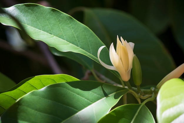 Árvore de champaka branco e folha verde