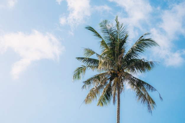 Árvore de coco com céu azul.