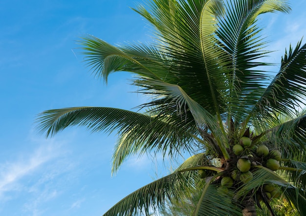 Árvore de cocos com lindo céu para as férias de verão