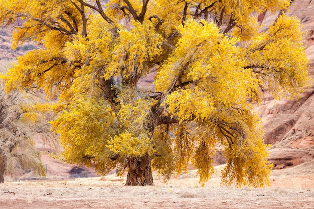 Árvore de Cottonwood