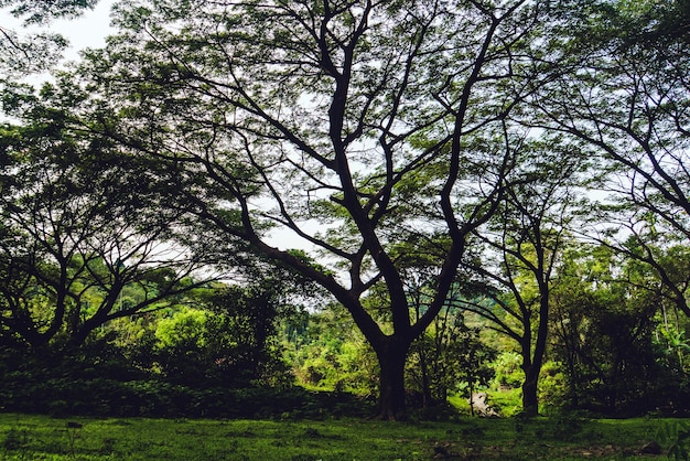 Árvore de Crohn grande e exuberante no parque entre os arbustos e grama seca. Uma grande árvore obscurece o céu azul