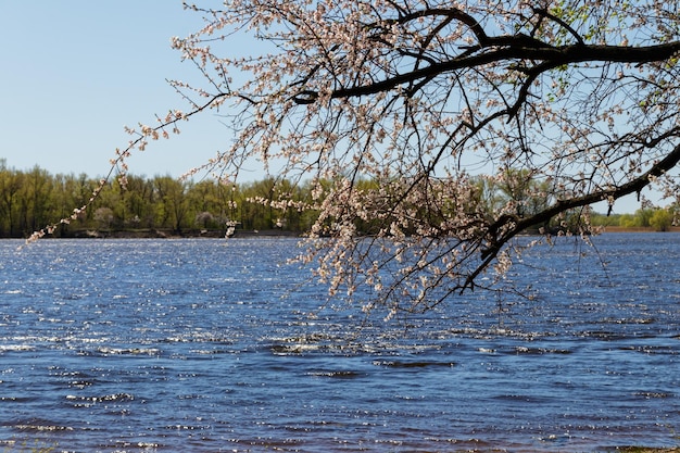 Árvore de damasco em flor na margem do rio