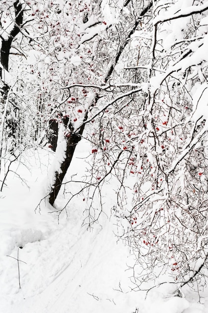 Árvore de espinheiro nevado sobre caminho no parque no inverno