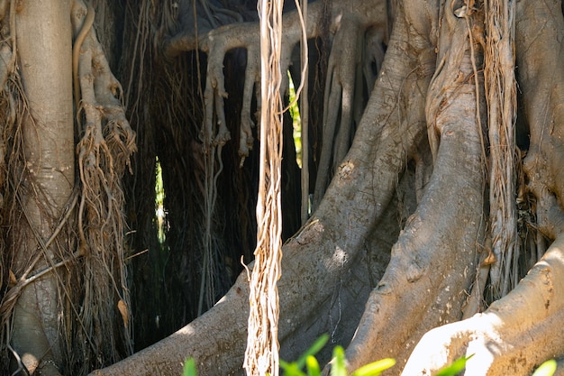 Árvore de Ficus. gPlanta em um parque em Puerto de la Cruz. Tenerife do Norte, Ilhas Canárias, Espanha