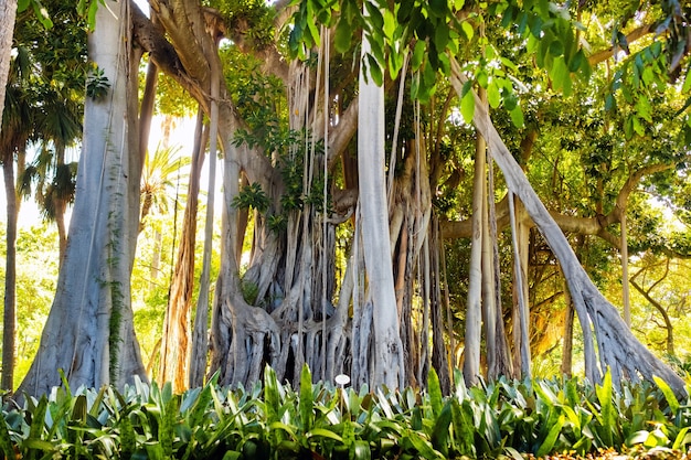 Árvore de Ficus. gPlanta em um parque em Puerto de la Cruz.