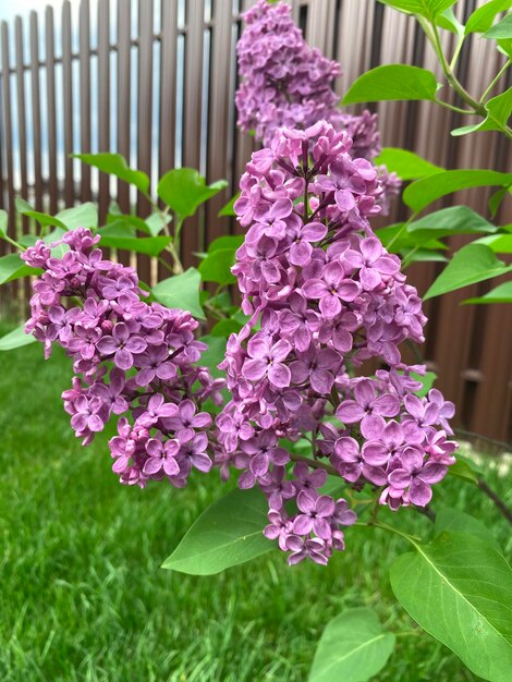 Árvore de flor de lilas no jardim