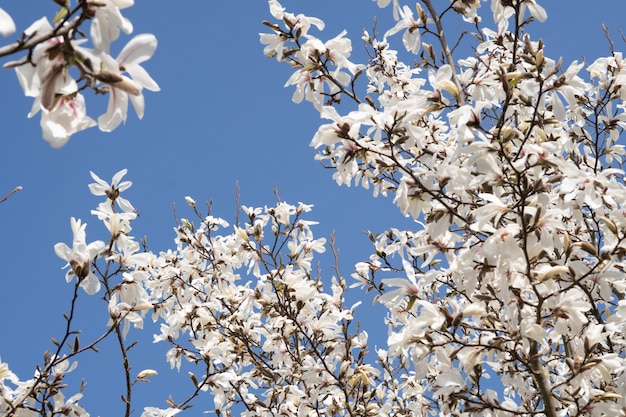 Árvore de flor de magnólia branca