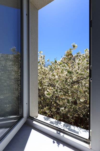 Árvore de flor em dia ensolarado. Céu azul em segundo plano.