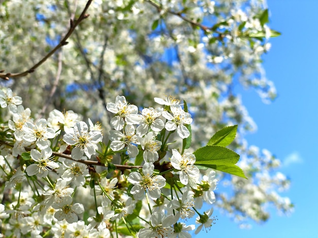 Árvore de flor sobre fundo de natureza com borboleta Flores de primavera Fundo de primavera Fundo de natureza de primavera com linda flor