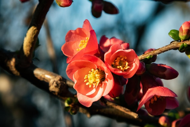 Árvore de flores cor de rosa no jardim Plantar ervas e vegetais Fotografia da natureza