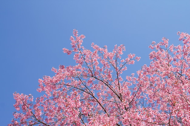 Árvore de flores de cereja selvagem do Himalaia ou Sakura através do céu azul