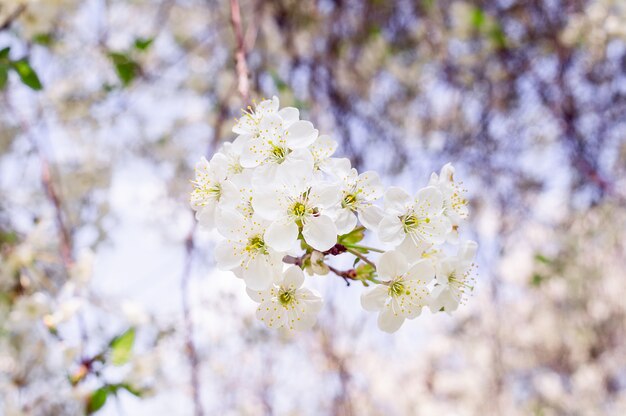 Árvore de flores de cerejeira