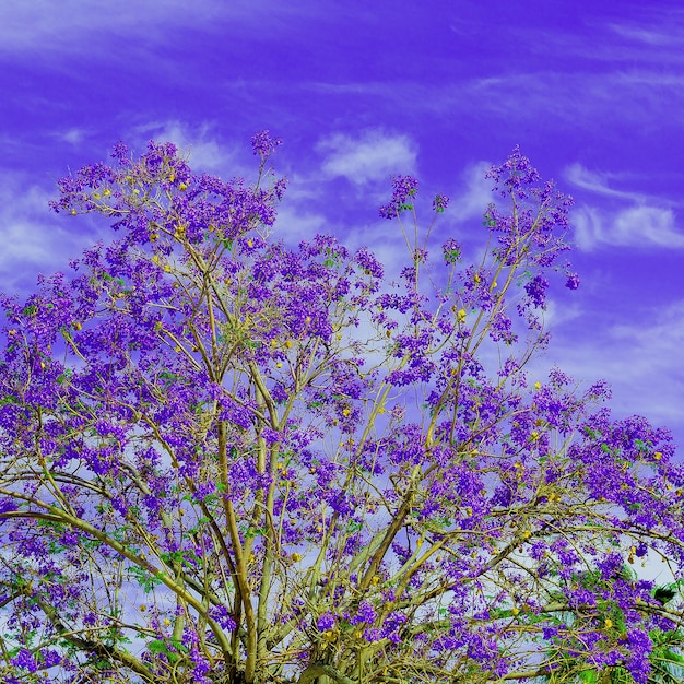 Árvore de flores roxas Vibrações mínimas de primavera Humor violeta