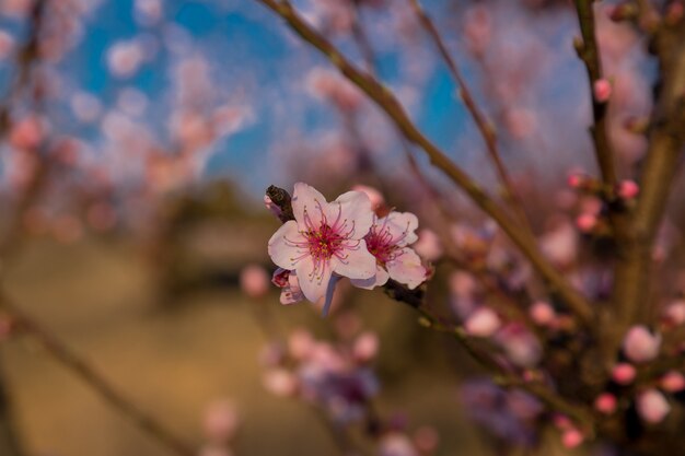 Árvore de flores sobre a natureza