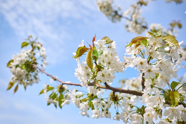 Árvore de florescência branca de sakura no fundo do céu azul na primavera