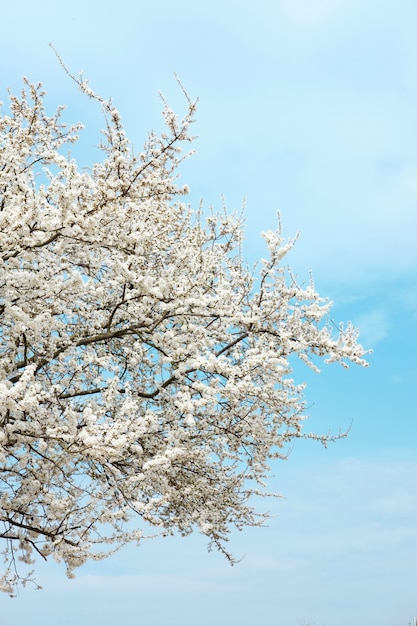 Árvore de florescência branca de sakura no fundo do céu azul na primavera