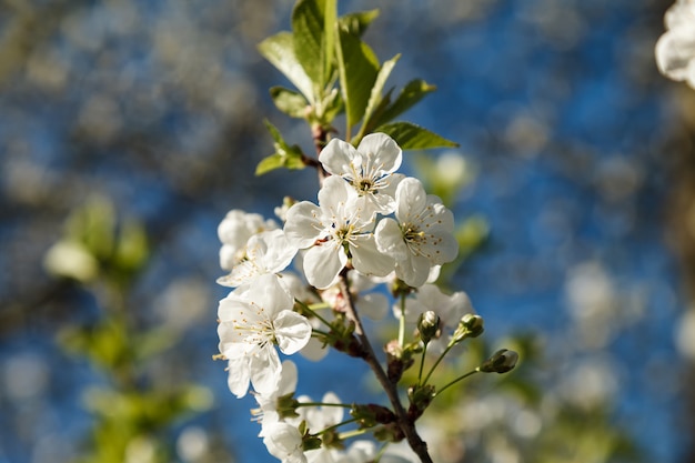 Árvore de florescência da cereja com uma inflorescência branca.