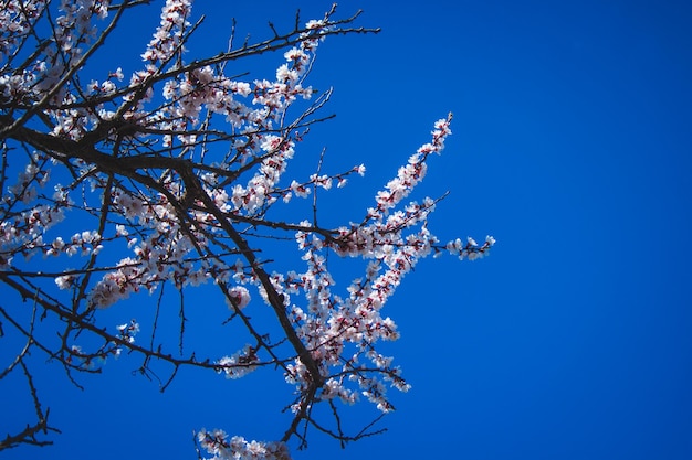 Árvore de florescência na polinização da primavera por abelhas