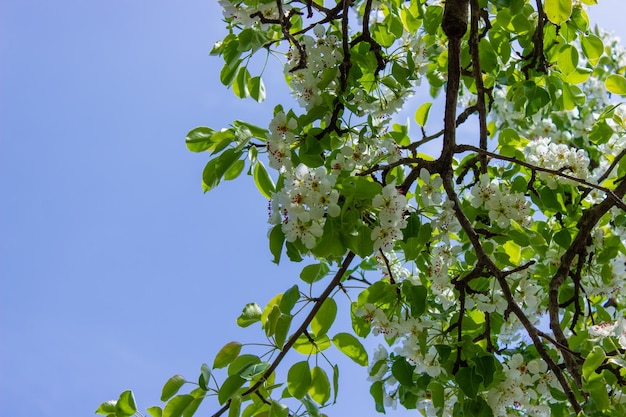 Árvore de florescência na polinização da primavera por abelhas
