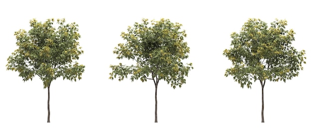 Árvore de folha caduca em um fundo branco Elemento de jardim isolado ilustração 3D cg render