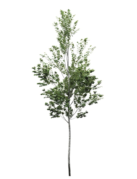 Árvore de folha caduca em um fundo branco Elemento de jardim isolado ilustração 3D renderização