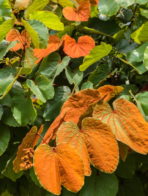 Árvore de folha de ouro Bauhinia Aureifolia