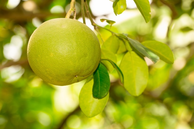 Árvore de fruta ou shaddock Pomelo no jardim da plantação de agricultura