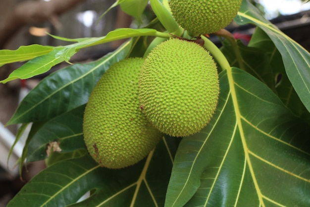 Árvore de fruta-pão em tropical