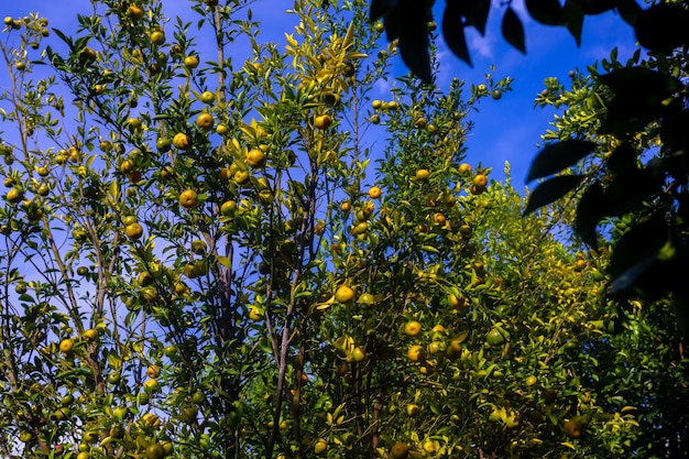 Árvore de frutas cítricas de tangerina orgânica sob o céu ensolarado