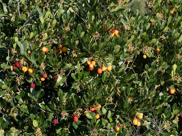 Árvore de frutas de morango na Ligúria, Itália