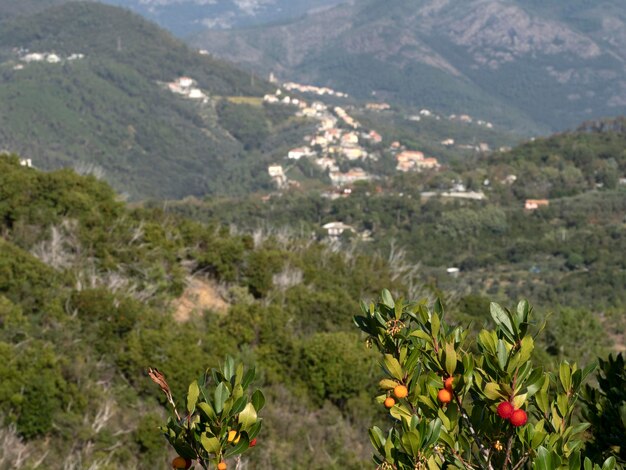 Árvore de frutas de morango na Ligúria, Itália