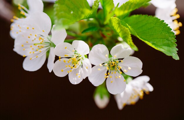 Árvore de fruto de florescência no jardim.