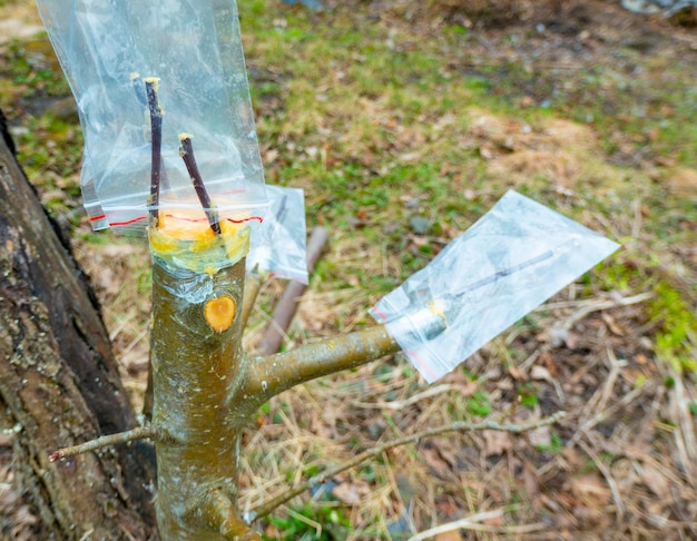 Árvore de fruto enxertada em um pomar