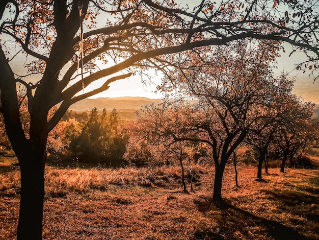 Árvore de fundo vermelho árvore de fundo imagens de árvore natureza de fundo árvore bonita