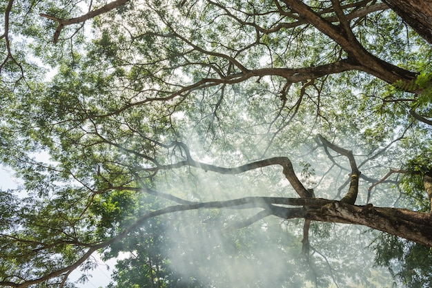 Árvore de fundo