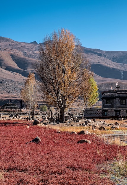 Árvore de ginkgo com prado vermelho no outono no pântano