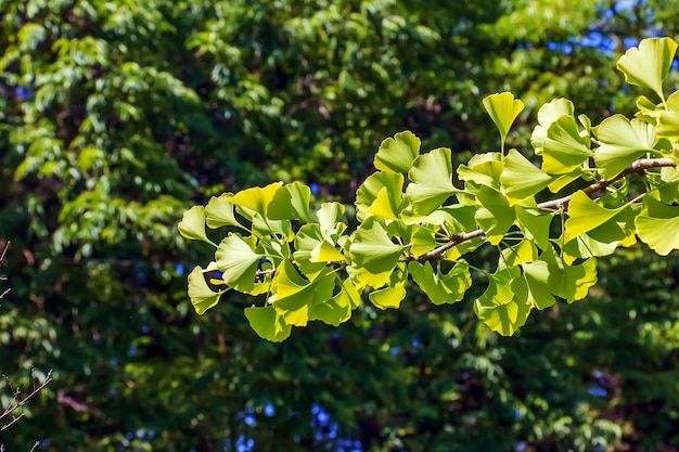 Árvore de ginkgo ou Ginkgo biloba ou ginkgo com folhas novas verdes brilhantes