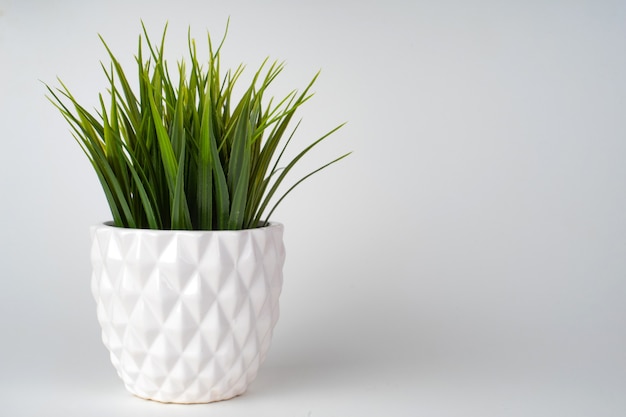 Árvore de grama decorativa plantada vaso de cerâmica branco isolado.