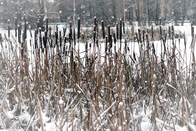 Árvore de grama na neve no inverno