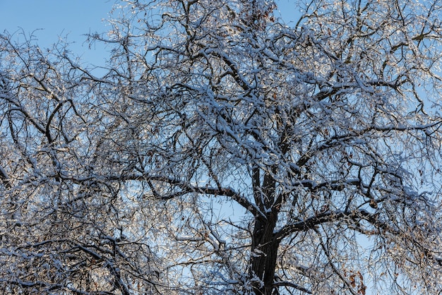 Árvore de inverno coberta de neve no fundo do céu azul vista para cima de quadro completo