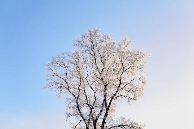 Árvore de inverno com galhos cobertos de gelo contra um céu azul