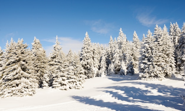 Árvore de inverno na neve no inverno