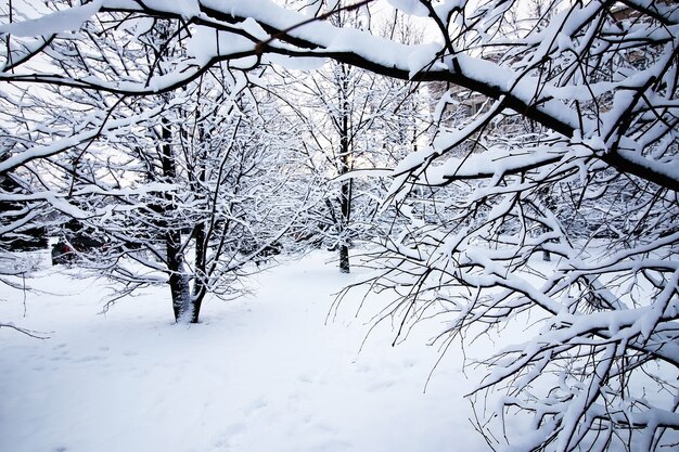 Árvore de inverno nua sob a neve