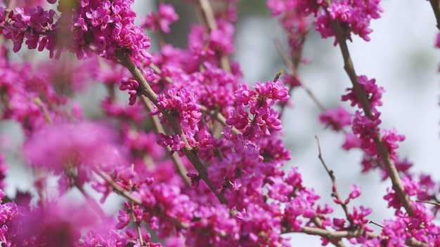 Árvore de Judas ou redbud europeu a planta com flores da família Fabaceae redbud rosa flores crescentes perto