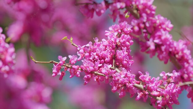 Árvore de Judas planta com flores da família Fabaceae que é conhecida por sua exibição prolífica de rosa profundo