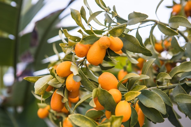 Árvore de kumquat em um jardim Laranjas maduras penduradas laranjeiras em laranjal Árvore cítrica com frutas kumquat