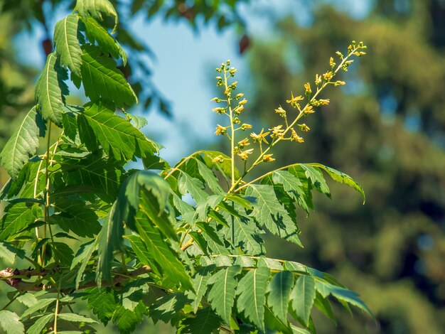 Árvore de lanterna ou árvore de chuva dourada nome botânico Koelreuteria paniculata Árvore de rua decíduo comum