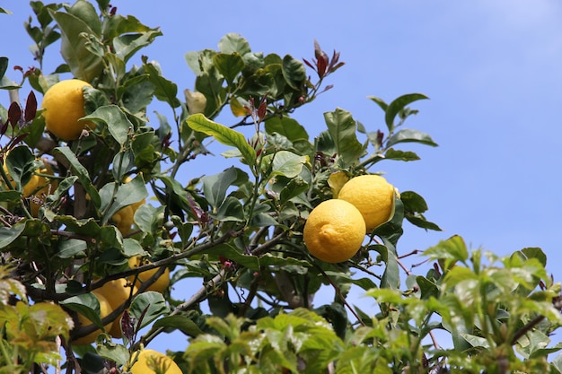 Árvore de limão com limões amarelos no céu azul