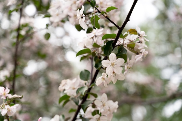Árvore de maçã e flor de maçã na primavera
