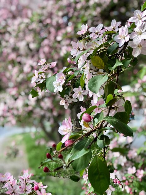 Árvore de maçã e flor de maçã na primavera